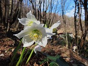 44 Helleborus niger (Ellebori) in piena fioritura